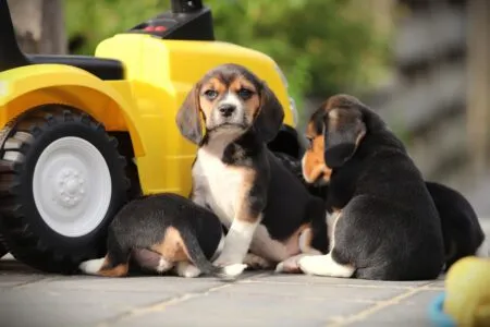 Beagle puppy te koop