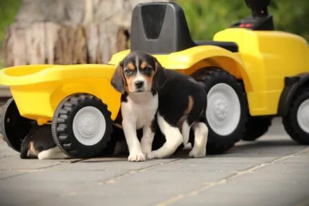 Beagle puppy te koop