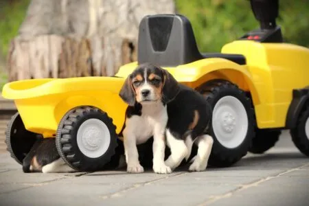Beagle puppy te koop