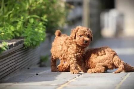 Dwergpoedel puppy te koop