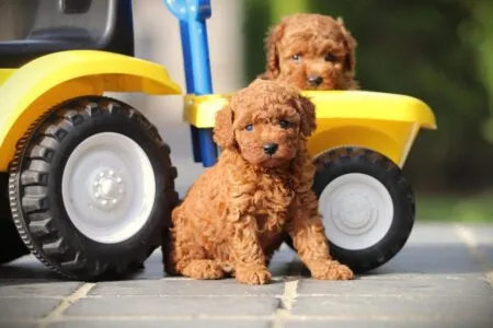 Dwergpoedel puppy te koop