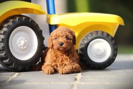 Dwergpoedel puppy te koop