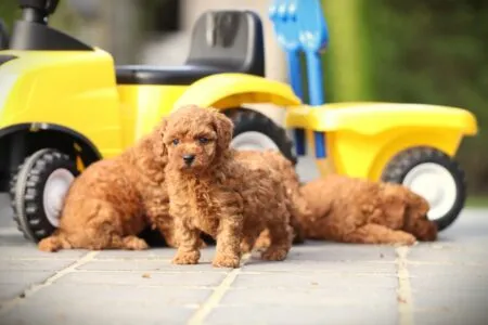 Dwergpoedel puppy te koop