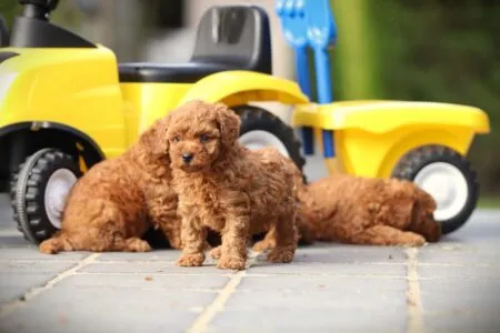Dwergpoedel puppy te koop