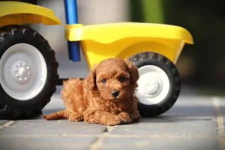 Dwergpoedel puppy te koop