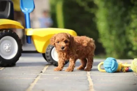 Dwergpoedel puppy te koop