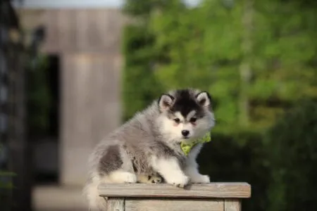 Pomsky puppy te koop