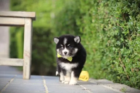 Pomsky puppy te koop