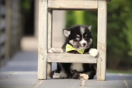 Pomsky puppy te koop
