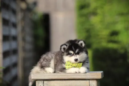 Pomsky puppy te koop