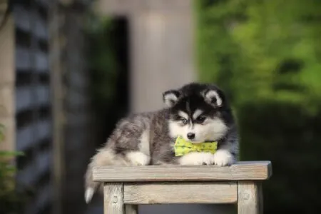 Pomsky puppy te koop
