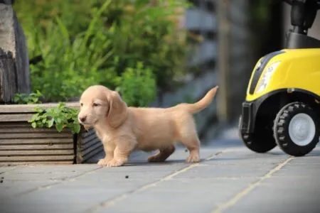 Zwergteckel puppy te koop