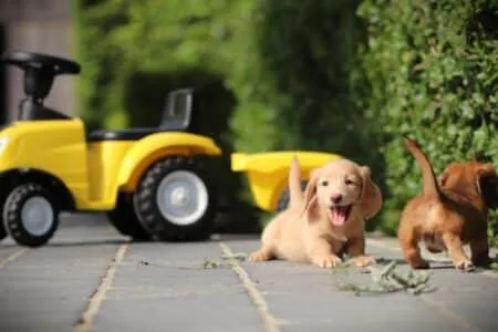 Zwergteckel puppy te koop