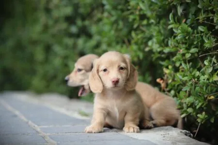 Zwergteckel puppy te koop