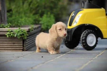 Zwergteckel puppy te koop