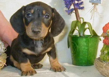 Soins du Chiot Teckel